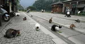 Làng Mèo Houtong (Đài Loan)